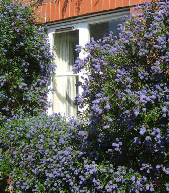 ceanothus ‘concha’.jpg - 70906 Bytes